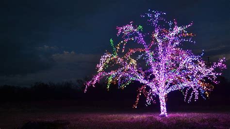 A Magical Christmas Tradition: Visiting the Magic Tree in Lee's Summit